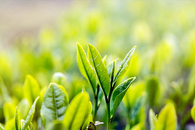 蜂蜜与绿茶粉做面膜