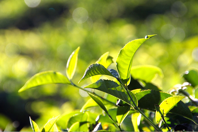 苦瓜茶和冬瓜茶哪一个更减肥