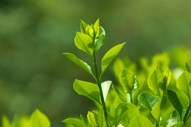 白茶是什么茶，是不是绿茶？