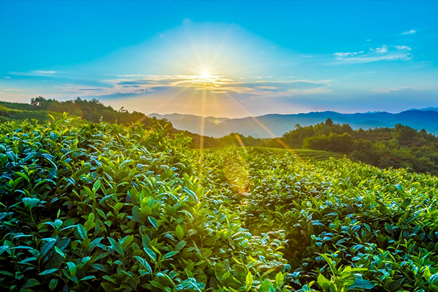 红茶和绿茶的区别是什么