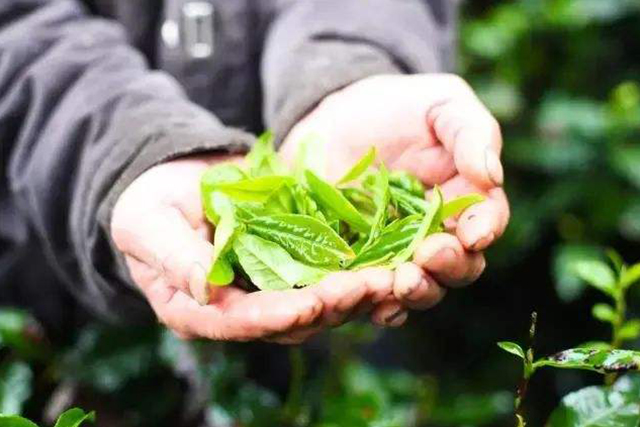 【寿眉茶饼怎么存放】茶饼怎么保存好呢(寿眉茶饼保质期一般多久)